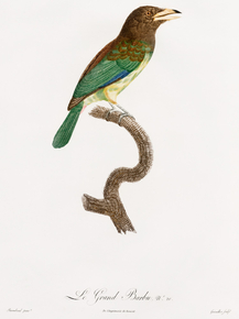 Des Oiseaux de Paradis