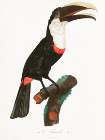 Des Oiseaux de Paradis