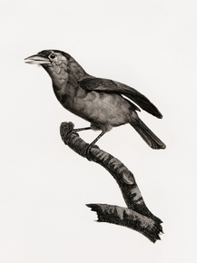 Des Oiseaux de Paradis