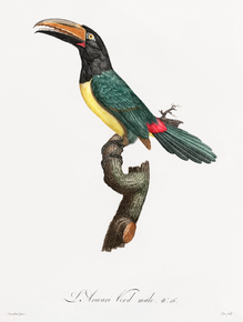 Des Oiseaux de Paradis