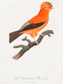 Des Oiseaux de Paradis