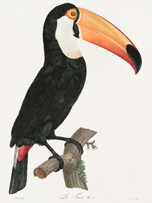 Des Oiseaux de Paradis