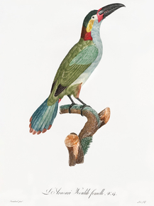 Des Oiseaux de Paradis