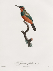 Des Oiseaux de Paradis