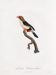 Des Oiseaux de Paradis