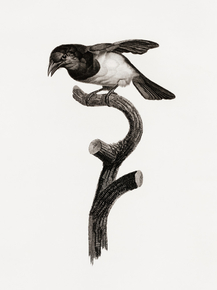 Des Oiseaux de Paradis