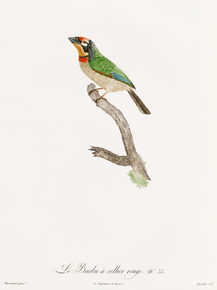 Des Oiseaux de Paradis