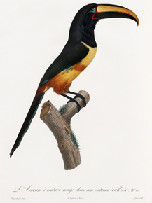 Des Oiseaux de Paradis