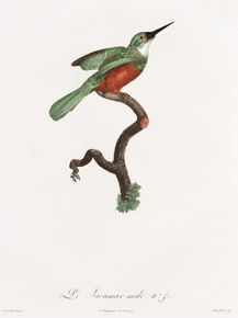 Des Oiseaux de Paradis