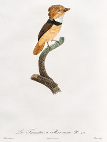 Des Oiseaux de Paradis