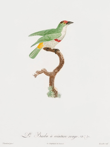 Des Oiseaux de Paradis