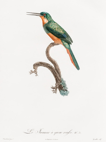 Des Oiseaux de Paradis