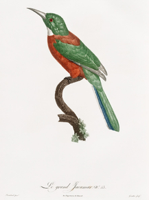 Des Oiseaux de Paradis