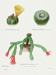 Familie Der Cacteen (Кактусы)