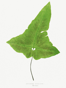 British and Exotic British and Exotic