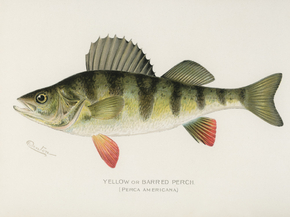 Fish Illustrations Fish Illustrations