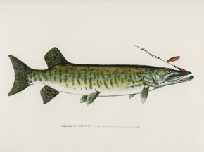 Fish Illustrations Fish Illustrations