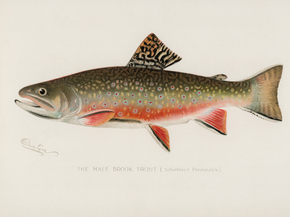 Fish Illustrations