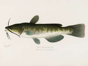 Fish Illustrations Fish Illustrations