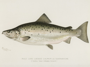 Fish Illustrations