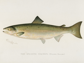 Fish Illustrations