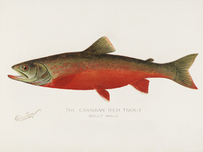 Fish Illustrations