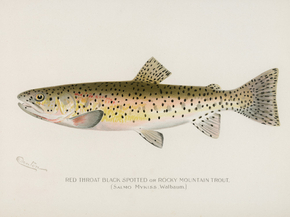 Fish Illustrations