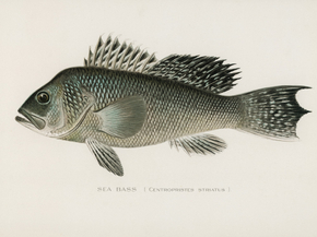 Fish Illustrations