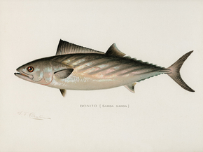 Fish Illustrations