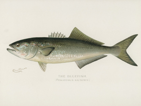 Fish Illustrations