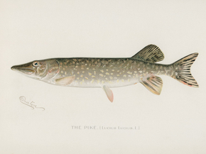 Fish Illustrations