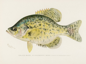 Fish Illustrations