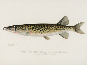 Fish Illustrations