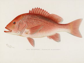 Fish Illustrations
