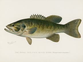Fish Illustrations Fish Illustrations