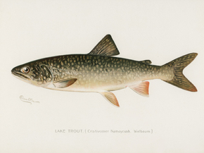Fish Illustrations