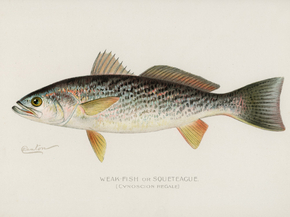 Fish Illustrations