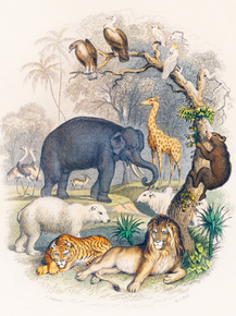 Goldsmith's Animated Nature