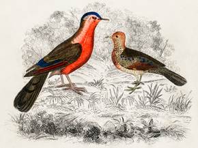 Goldsmith's Animated Nature