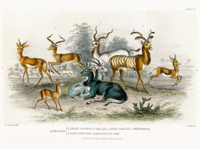 Goldsmith's Animated Nature