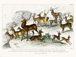 Goldsmith's Animated Nature