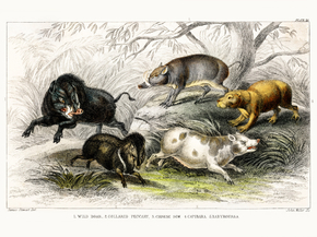 Goldsmith's Animated Nature