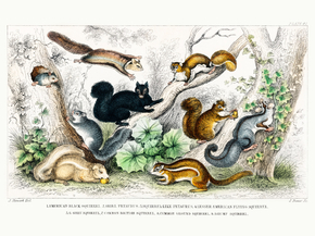 Goldsmith's Animated Nature