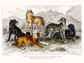 Goldsmith's Animated Nature