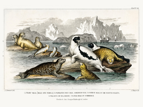 Goldsmith's Animated Nature