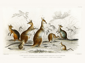 Goldsmith's Animated Nature