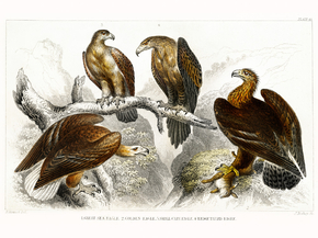 Goldsmith's Animated Nature