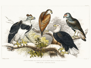 Goldsmith's Animated Nature