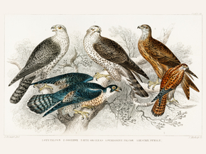 Goldsmith's Animated Nature