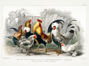 Goldsmith's Animated Nature